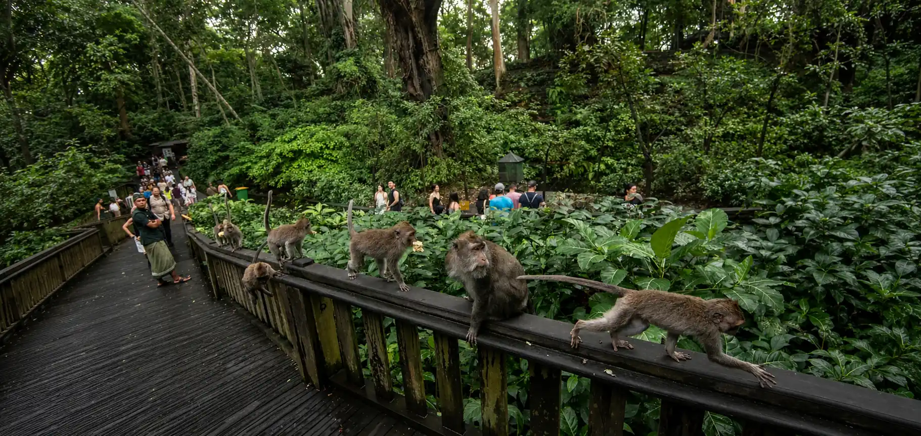Sacred Monkey Forest Ubud macaques and tropical forest walkway for a 2026 visitor guide